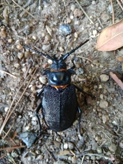 Acanthinodera cumingii