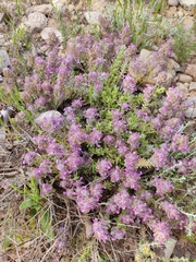 Teucrium gnaphalodes