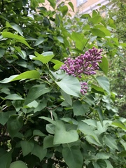 Syringa vulgaris