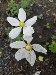 Anemonoides sylvestris