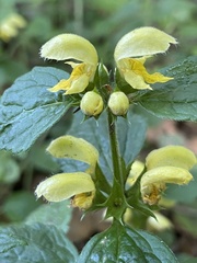 Lamium galeobdolon galeobdolon