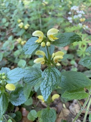 Lamium galeobdolon galeobdolon