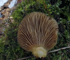 Sarcomyxa serotina image