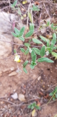Helianthemum oelandicum