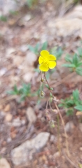 Helianthemum oelandicum