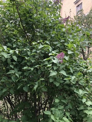 Syringa vulgaris