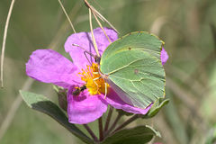 Gonepteryx cleopatra