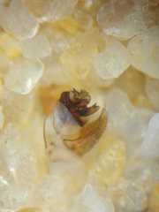 Neoscona theisi