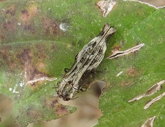 Agrilus langei