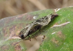 Agrilus langei