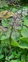 Petasites albus
