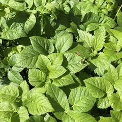 Aegopodium podagraria