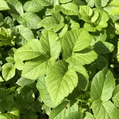 Aegopodium podagraria