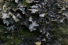 Pseudocyphellaria dissimilis