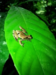 Theloderma licin