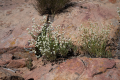Eremogone ferrisiae