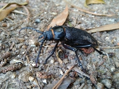 Acanthinodera cumingii