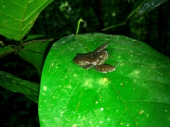 Theloderma licin