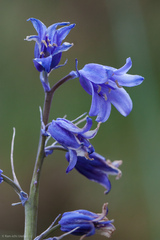 Hyacinthoides