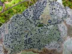 Porpidia albocaerulescens var. albocaerulescens image