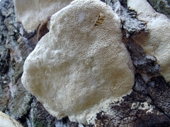 Perenniporia fraxinophila image