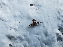 Dyscrasis hendeli