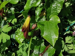 Aristolochia sempervirens