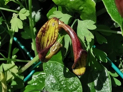 Aristolochia sempervirens