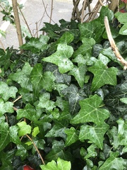 Hedera helix