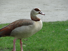 Alopochen aegyptiaca