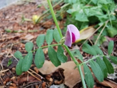 Vicia sativa