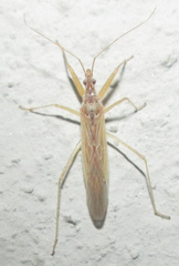 Nabis capsiformis