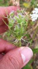 Daucus muricatus