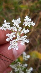 Daucus muricatus