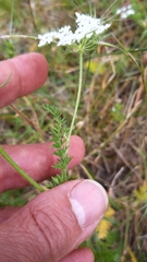 Daucus muricatus