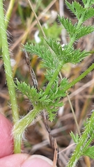 Daucus muricatus