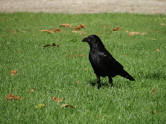 Corvus corone