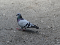 Columba livia domestica