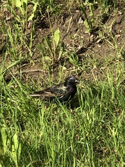 Sturnus vulgaris