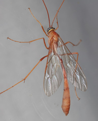 Enicospilus glabratus