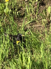 Sturnus vulgaris