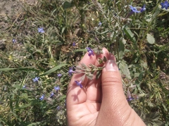 Anchusa stylosa