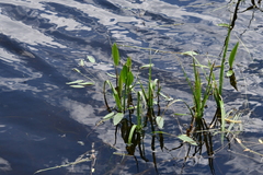 Alisma plantago-aquatica