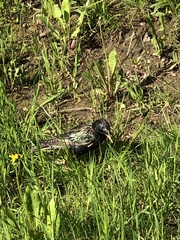 Sturnus vulgaris