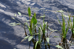 Alisma plantago-aquatica
