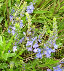 Veronica satureiifolia