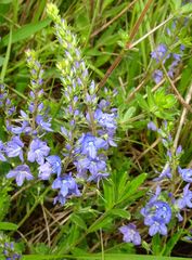 Veronica satureiifolia