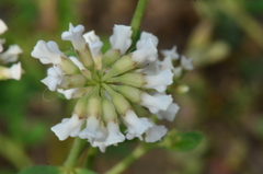 Dorycnium