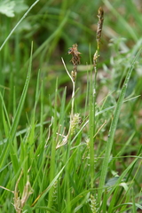 Carex hirta
