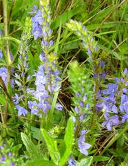 Veronica satureiifolia